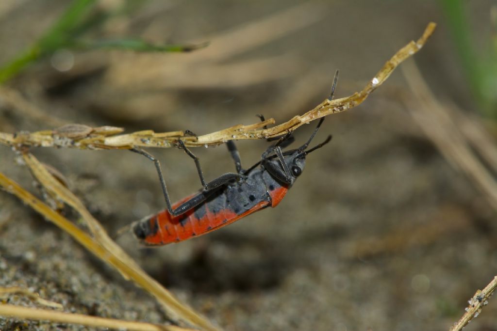 Lygaeus creticus Volano (FE)